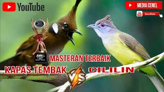 masteran burung kontes terbaik