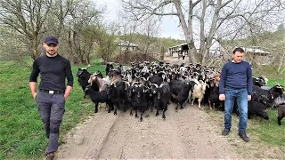 PESTE 450 DE OI SI CAPRE LA STANA DIN BATRANI A LUI MIRICA ADRIAN, UN TANAR FERMIER PRAHOVEAN.