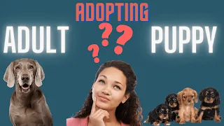 Paws and Consider! Should you Adopt a Puppy or an Adult Dog?