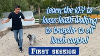 Does your dog pull? Want it to walk off leash?  Watch!