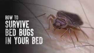 How to Survive Bed Bugs