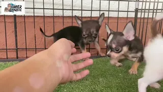 Teacup Chihuahua Puppies | SUPER MARCOS VLOG