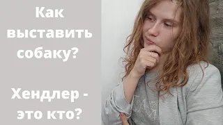 Кто подготовит собаку к выставке? Кто такой хендлер? #выставкасобак