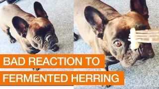 French Bulldog Really Hates Fermented Fish (Storyful, Animals)