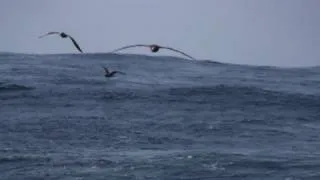 Black-footed Albatross- Albatros patinegro (Phoebastria nigripes)