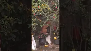 Onça parda invade quintal de casa em Minas Gerais; assista