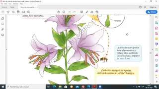 Comprender el ciclo de vida de las plantas y la polinización