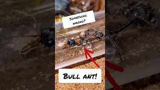 Problems with the bull-ant colony? "Myrmecia nigrocincta"