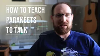 How to teach a parakeet (budgie) to talk: 3 easy tips
