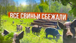 ВСЕ СВИНЬИ УБЕЖАЛИ. ХОЗЯЙСТВА БОЛЬШЕ НЕ БУДЕТ. ЖИЗНЬ НА ХУТОРЕ.