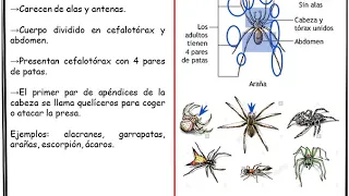 PHYLUM ARTRÓPODOS