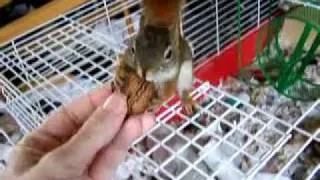 Benito my pet squirrel goes nuts for nuts