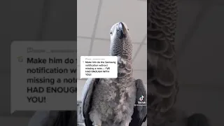 Bird does Samsung ringtone