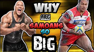 WHY ARE SAMOANS LIKE THE ROCK SO BIG AND SO STRONG - THIS TINY SECRET IS WHY THEY GROW SO FAST !!!