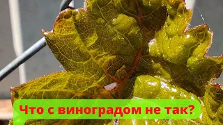 "Жёванные" виноградные листья на винограднике весной/"Chewed" grape leaves in the vineyard in spring