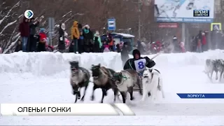 Оленьи гонки в Воркуте