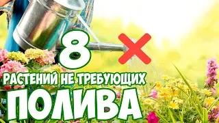 РАСТЕНИЯ БЕЗ ПОЛИВА  🌸 Выбираем Засухоустойчивые цветы 🌸 Хитсад