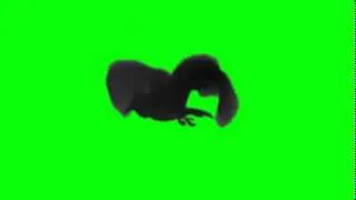 Green Screen Crow Flying 1080p HD
