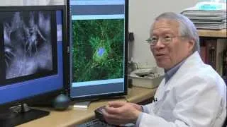 Cellular Movement and Assembly in Health and Cancer - Ken Yamada, NIH Scientist