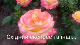 Перша хвиля цвітіння троянд сезон 2024р.