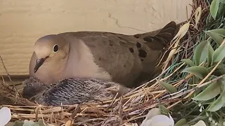 20230730 Front porch nest Update - Morning Dove Chick has arrived!