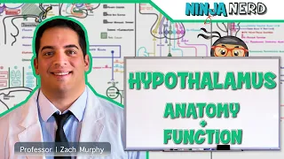 Neurology | Hypothalamus Anatomy & Function