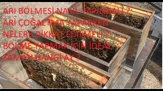 Arı Bölme -Arı Çoğaltırken Yapılması Gerekenler İdeal Arı Bölme Ne Zaman Ne Şekilde Yapılmalı ?