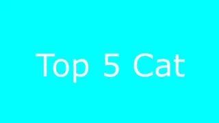 Top 5 Cat