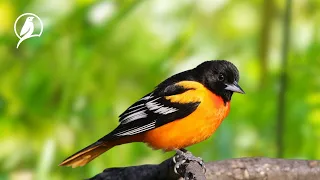 The Most Beautiful Birds Singing In The Forest | Bird Sounds - Peaceful Sounds of the Forest