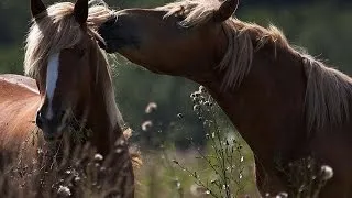 #3375. Лошади (В мире животных)