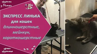 Экспресс линька для кошек, как проводится в зоосалоне, видео. Уроки груминга. Зоосалон у Мишки.