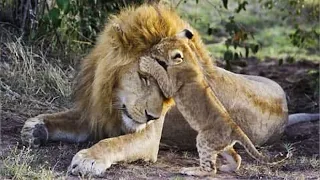 Lion cubs meet daddy for the first time