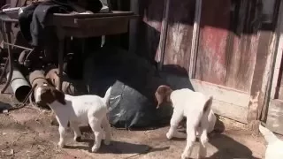 Baby Goats Play Outside for the First Time
