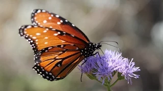 What do butterflies eat?