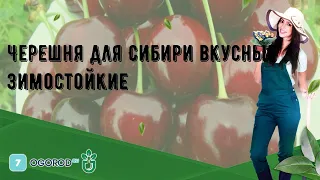 Черешня для Cибири вкусные зимостойкие