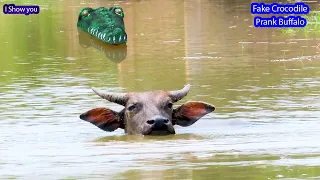 Fake Crocodile attack Prank Funny Buffalo #41