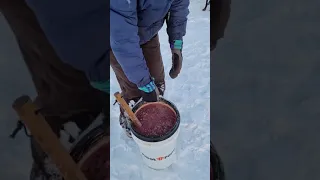 Winter Feeding for Sled Dogs // Raw Meat