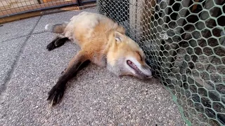 Finnegan Fox wants the cat food