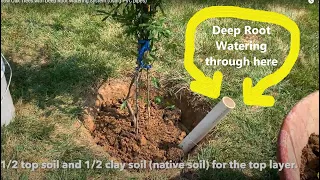 Planting Willow Oak Trees with Deep Root Watering System (using PVC pipes)