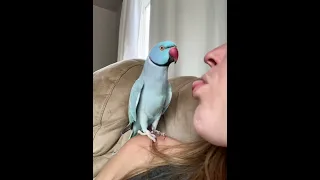 Talking Parrot Interacts Adorably With Owner - 1338897