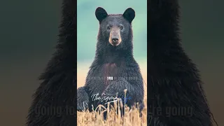 Joe Rogan on his SCARY GRIZZLY BEAR Encounter