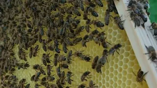 ПЧЁЛЫ 🐝🐝.  ВЫВОД МАТОК  БЫСТРО, ПРОСТО, КАЧЕСТВЕННО.