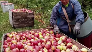 COMO IR A TRABAJAR A USA CON VISA DE TRABAJO 100% GARANTIZADO🇲🇽 🇨🇦 🇺🇸