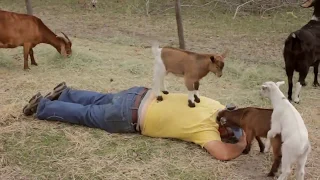 Cute Baby Goats  Compilation