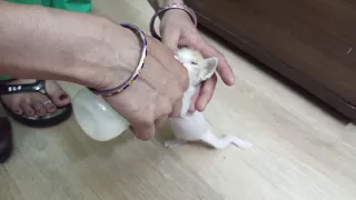 Little White Kitten being Fed through Bottle