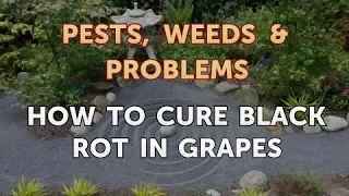 How to Cure Black Rot in Grapes