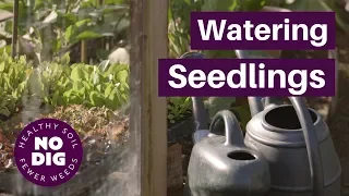 Watering Seedlings