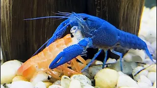 Blue Lobster Eats Red Lobster!