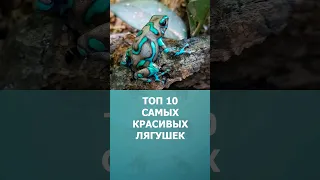 Топ-10 самых красивых лягушек в мире #шортс #топ10 #лягушки #ютубшортс #земноводные #рептилии