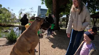 Cash 2.0 Great Dane at Douglas Park in Santa Monica 3